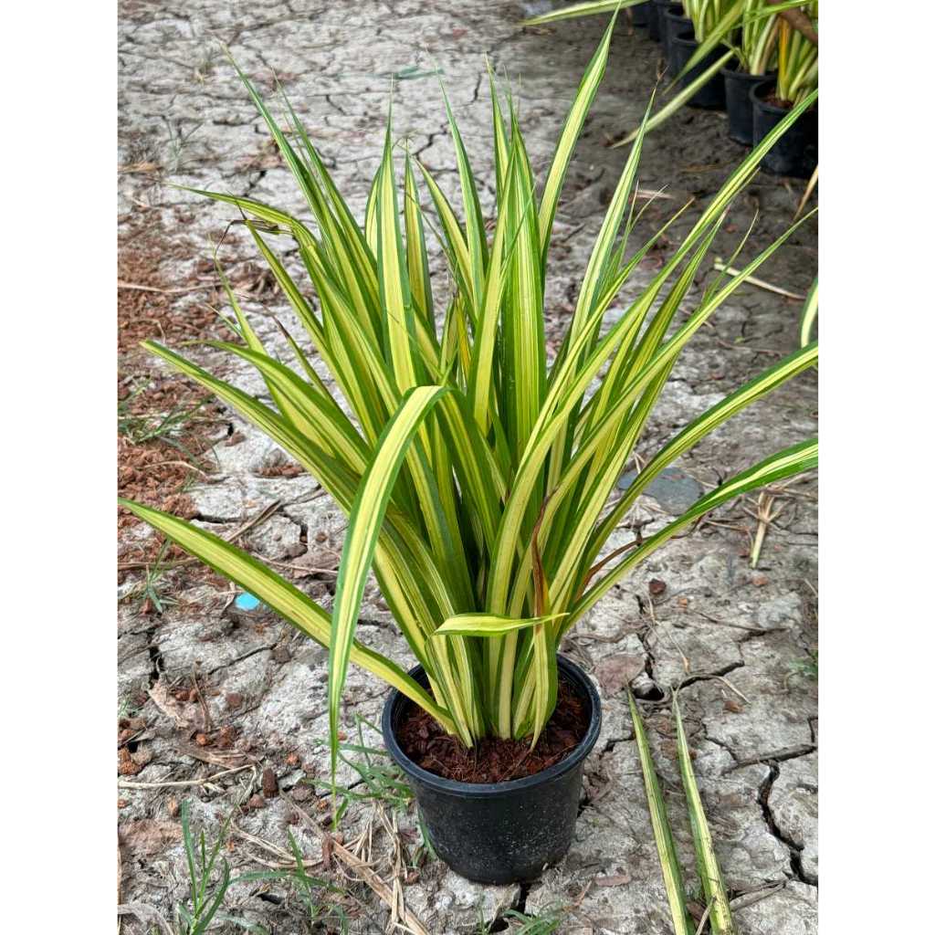 มุมมอง 6