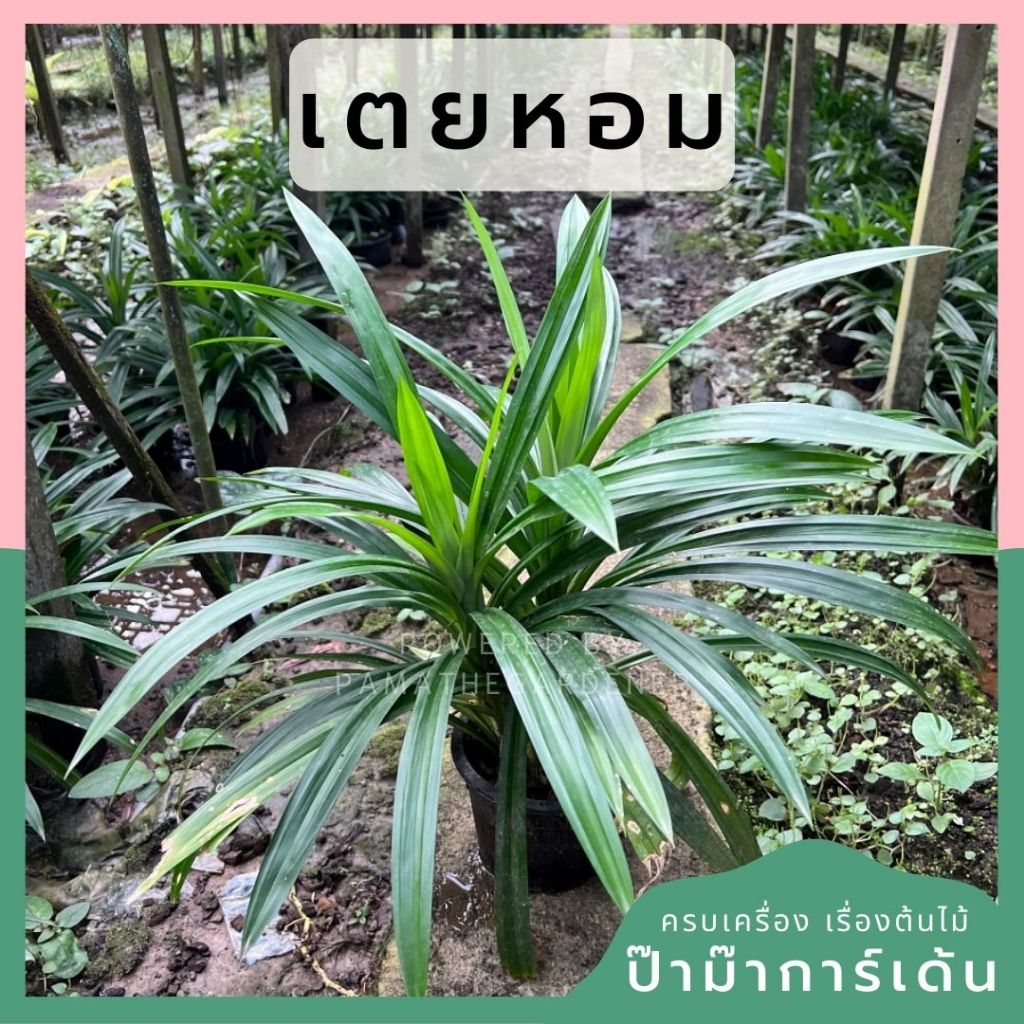 เตยหอม กระถาง 4-5 นิ้ว  รับประกันความหอม เตยหนาม