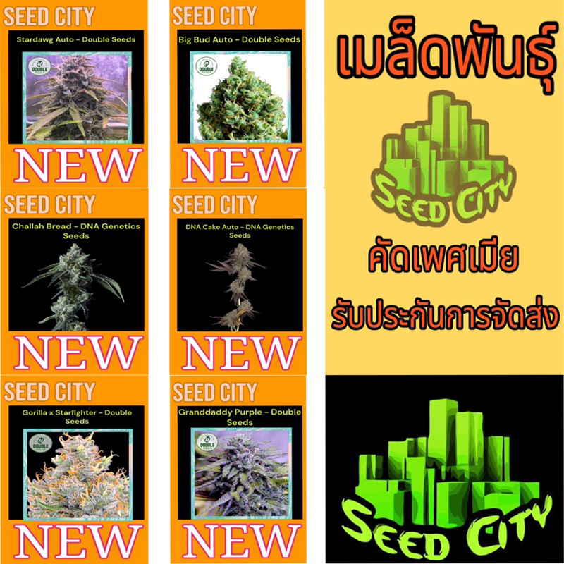 เมล็ดกันชาสายพันธุ์ NEW SeedCity รับประกันคุณภาพสินค้าทุกรายการ แถมฟรีปุ๋ยเร่งฮอร์โมนควบคุมเพศทุกออเดอร์ seed