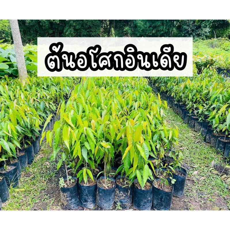 ต้นอโศกอินเดีย(ชุด5ต้น/กล่อง) ปลูกแนวรั้ว ไม้ยืนต้น ให้ร่มเงา