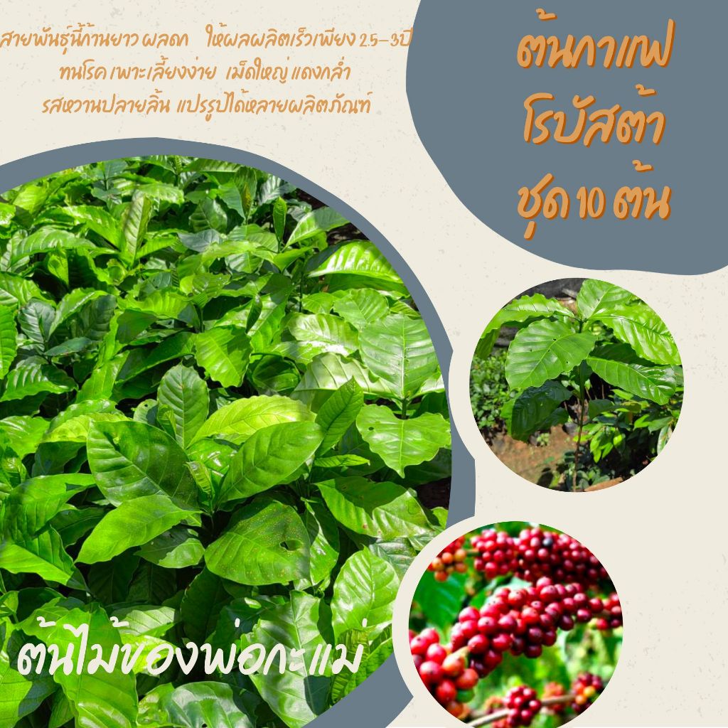 ต้นกาแฟโรบัสต้าชุมพร​ สูง​30ซม..​++📍1ชุด​ 10ต้น​แถม2