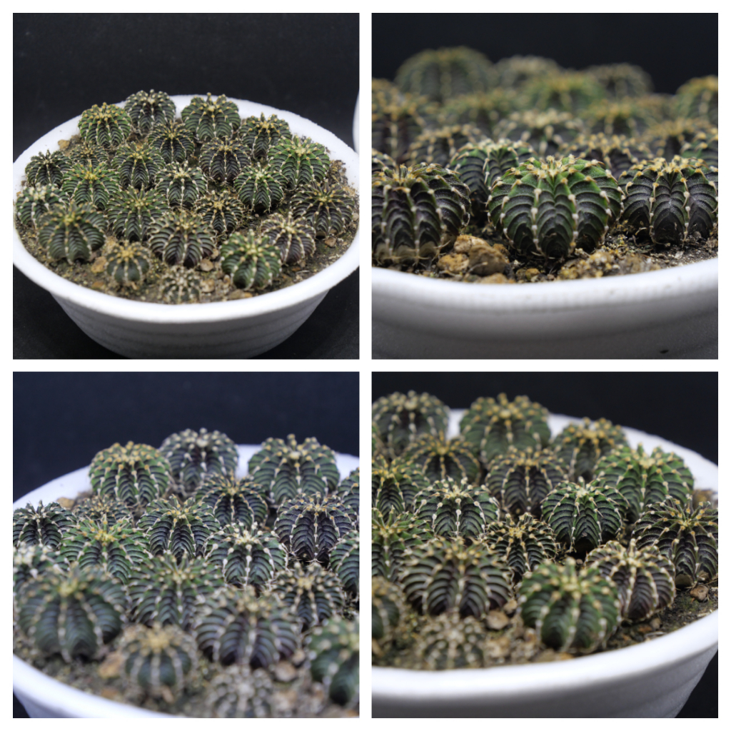 Beepees cactus กระบองเพชร แคคตัส LB2178 ไม้เมล็ด ขายยกพอต