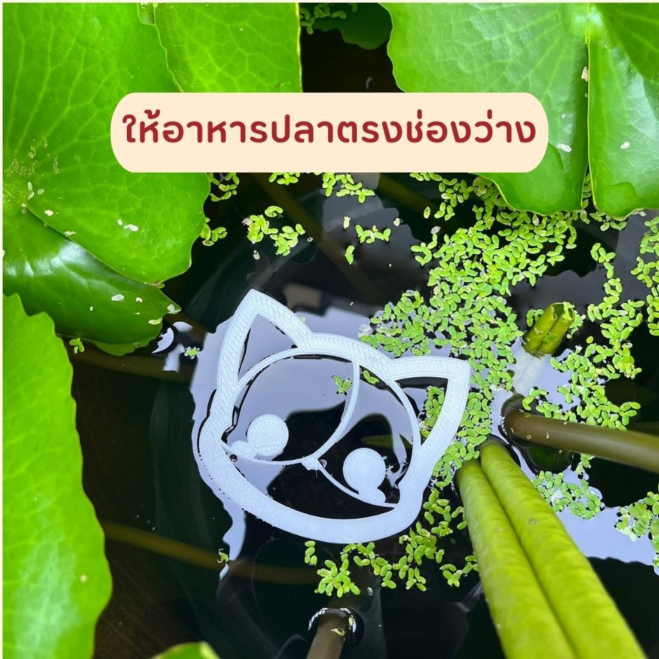 แหวนให้อาหารปลา ที่กั้นอาหารปลา ห่วงให้อาหารปลาป้องกันแหนเข้า อุปกรณ์เสริมสำหรับให้อาหารปลา 8 แบบให้เลือกตามใจชอบ