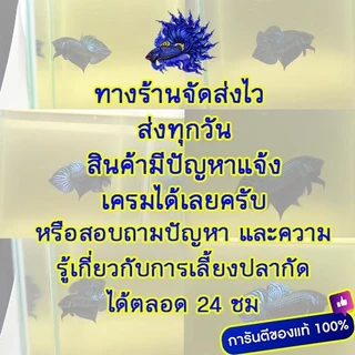 Tokyu ลูกน้ำอัดเม็ด 20 g และ 100 g (เม็ดจิ๋ว)