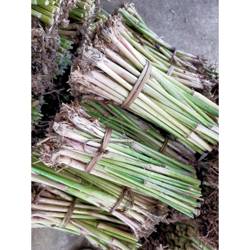 หญ้าแฝกลุ่ม(สายพันธ์สงขลา3) 500ต้น