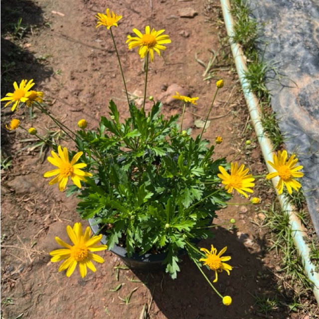 เดซี่เหลืองสะวันนา (Savannah daisy) กระถาง 8 นิ้ว *ส่งติดดอก สูง 40 cm. ดอกไม้ประดับ ดอกไม้กินได้ ดอกใหญ่