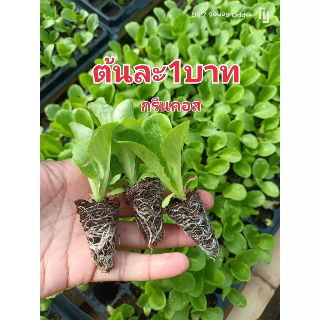 ต้นกล้าผักสลัด ไฮโดรโปรนิกส์ ต้นกล้าผักสวนครัวพร้อมปลูก มีสายพันธุ์ สลัดแก้ว ฟินเล่ย์ กรีนโอ๊ค เรดโอ๊ค มินิคอส กรีนคอส ป