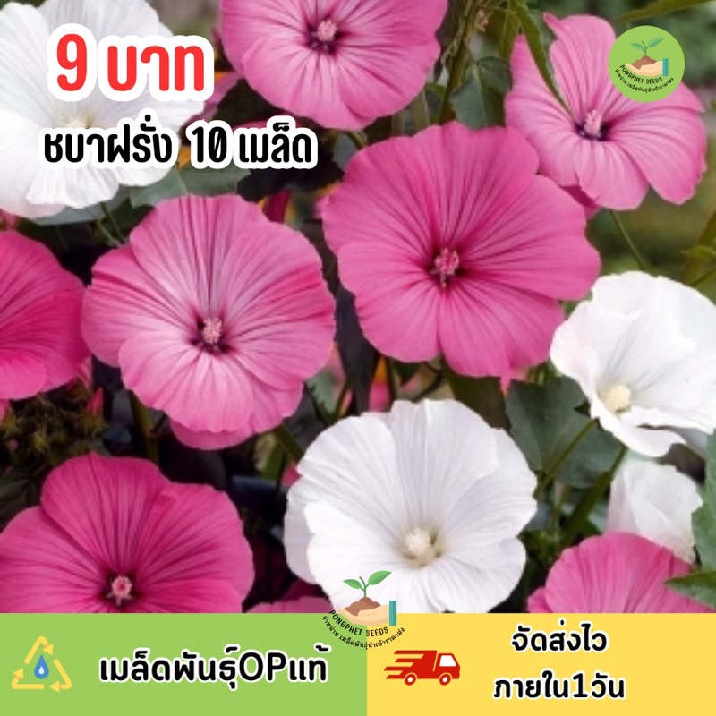 9 บาท เมล็ดพันธุ์ดอกชบาฝรั่ง บรรจุ 10 เมล็ด