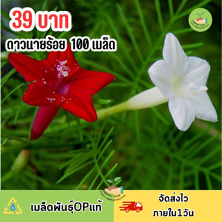 เมล็ดพันธุ์ดอกดาวนายร้อยคละสี บรรจุ 100 เมล็ด