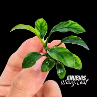 อนูเบียสบาเทอรี่ ใบหยัก เลือกขนาดได้ - Anubias Barteri Var. Wavy ต้นไม้น้ำ