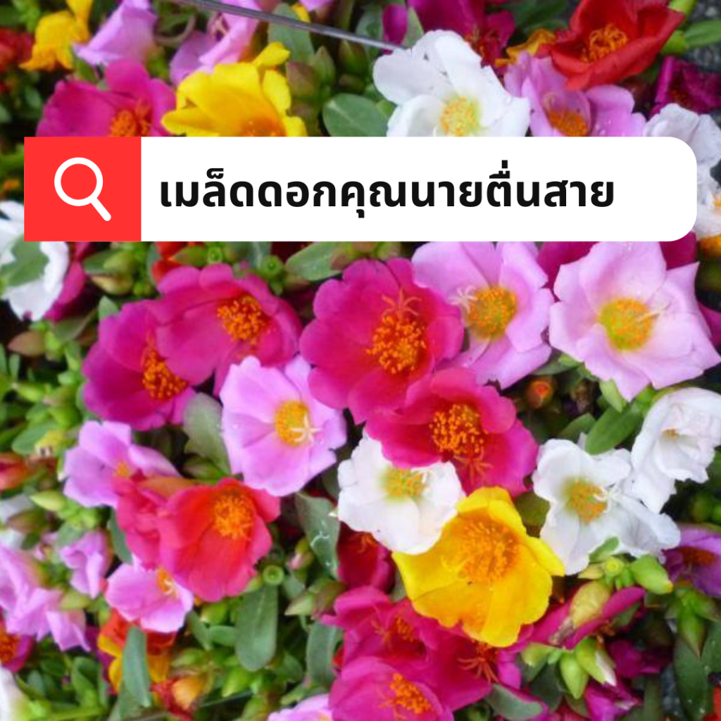 เมล็ดดอกคุณนายตื่นสาย กลีบซ้อน 10000เมล็ด เมล็ดคุณนายตื่นสายคละสี กลีบดอกซ้อน ดอกใหญ่ อัตราการงอกสูง ปลูกได้ทุกฤดูกาล