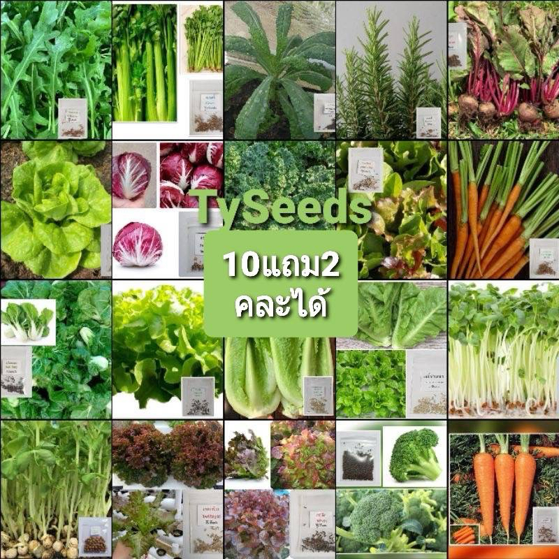 เมล็ดพันธุ์ผักนอกและผักไทย เมล็ดใหม่สมบูรณ์ อัตราความงอกสูง 100-200เมล็ด [ 10แถม2 ]คละได้