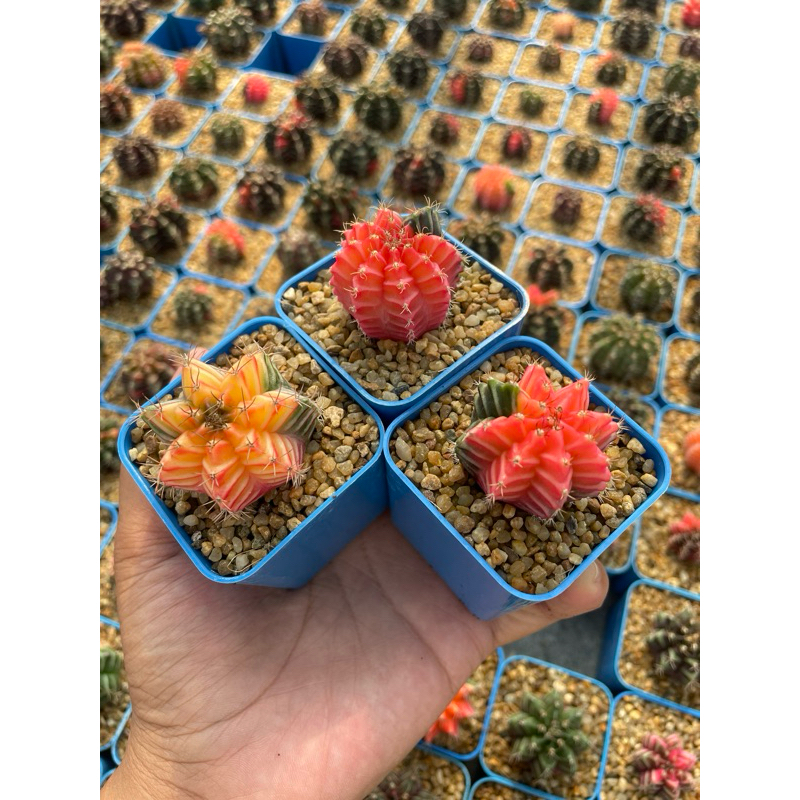ยิมโนหัวสี ไม้เมล็ด ขนาด 2-3cm. แบบสุ่มต้น