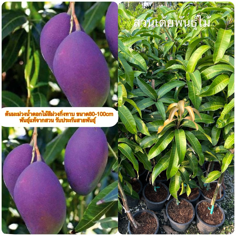 ต้นมะม่วงน้ำดอกไม้สีม่วงกิ่งทาบ ขนาด80-100cm  พันธุ์แท้​จากสวน รับประกันสายพันธุ์
