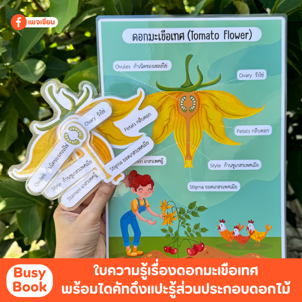Busy Book ชุดกระดานดึงแปะดอกมะเขือเทศ พร้อมใบความรู้ส่วนประกอบของดอกไม้ เคลือบพลาสติกอย่างดี