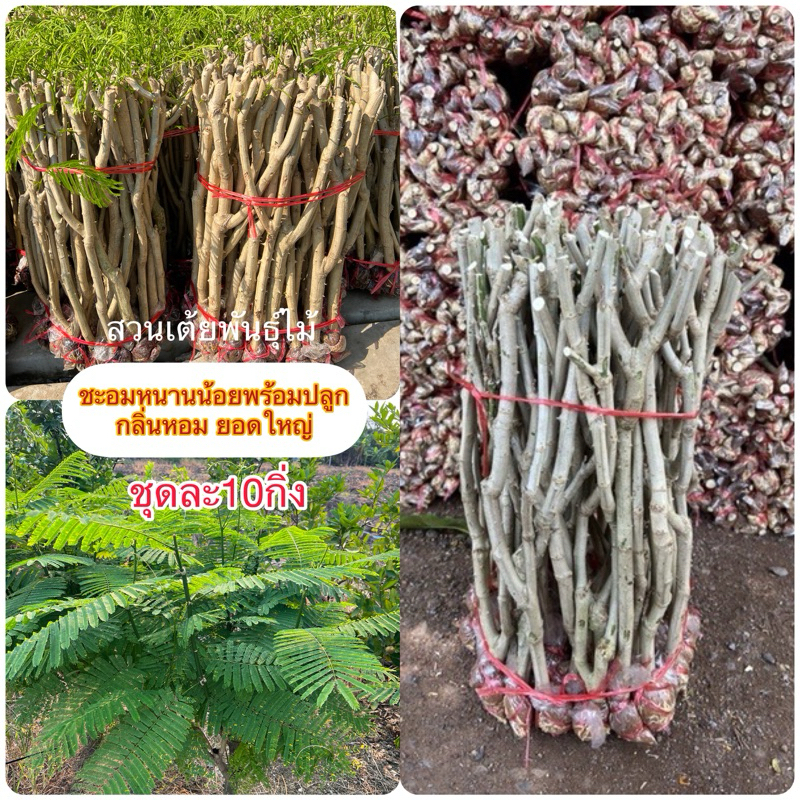 กิ่งชะอมหนามน้อย❗️ชุดละ10กิ่งพันธุ์หนามสั้นพร้อมปลูกรากเต็มทุกกิ่งยอดดก หนามสั้น ราคาปรับขึ้นตามฤดูกาลนะครับ