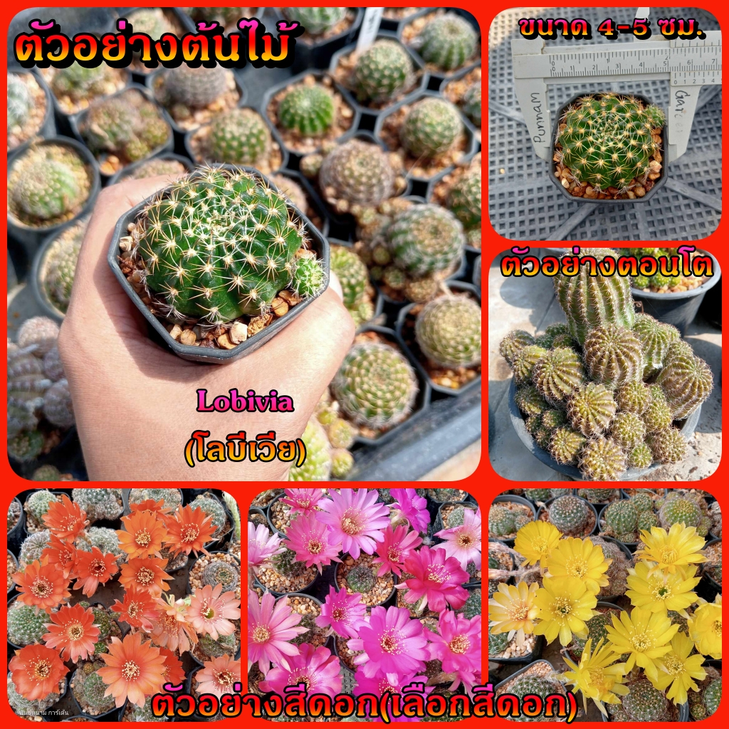 โลบีเวีย Lobivia cactus รู้สีดอก ขนาดต้น 4-5ซม. พร้อมออกดอกทันที เคยออกดอกแล้วทุกต้น ต้นกระบองเพชร ต้นแคคตัส