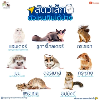 🧁ขนม แฮมสเตอร์ ชูการ์ กระรอก กระต่าย เม่น ดอร์เมาส์ สัตว์ฟันเเทะอื่นๆ