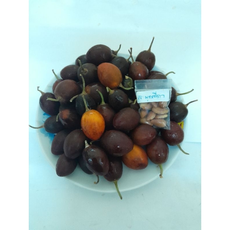 เมล็ดละมุดสีดา (10 เมล็ด)