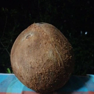 กะลามะพร้าวเต็มใบใช้ทำบ้านนกบ้านกระรอกบ้านชูการ์ไรเดอร์