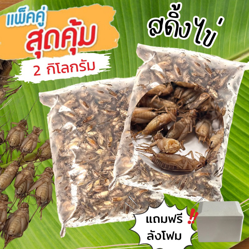 สดิ้งไข่แน่นๆ รวมกัน 2 กิโลกรัม​‼️ฟรีลังโฟม พร้อมส่ง