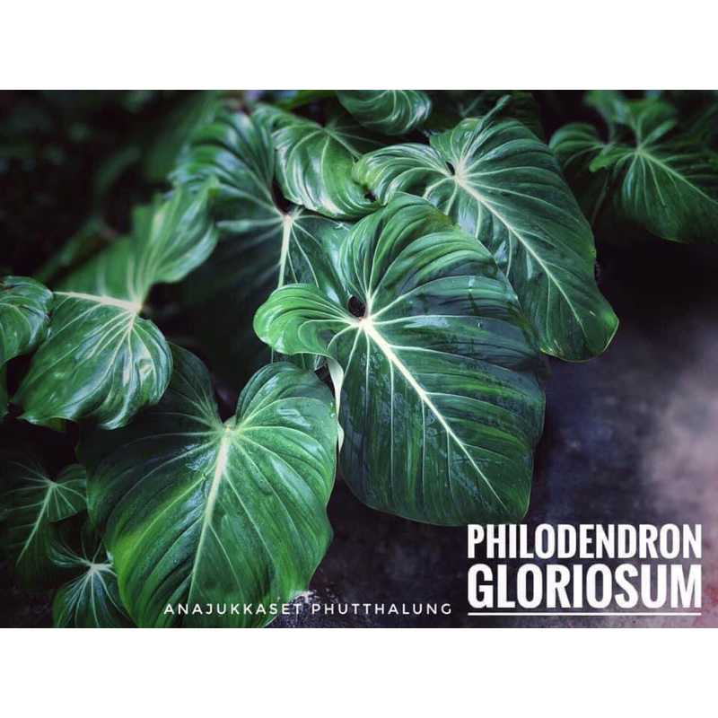 🪴 กอริออซัม ก้านแบน : Philodendron gloriosum 🪴