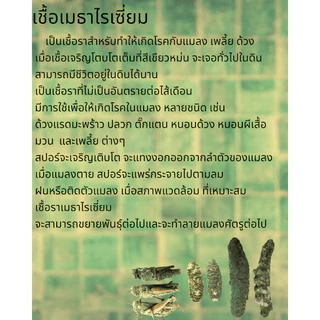 หัวเชื้อ บิวเวอร์เรีย+เมธาไรเซียม+ พาซิโลมัยซิส สำหรับ กำจัดและป้องกัน เพลี้ย และ แมลงศัตรูพืช