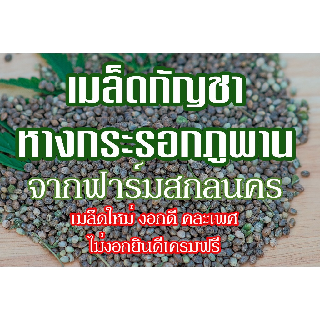 เมล็ดกัญชา พันธุ์หางกระรอกภูพาน ได้รับอนุญาตแล้ว