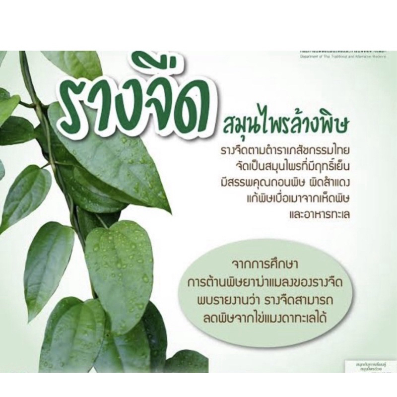 ใบรางจืด ชุด35ใบ ล้างสารพิษ พร้อมส่ง