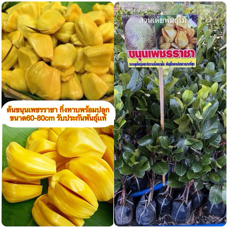 ต้นขนุนเพชรราชา ❗️ มีให้เลือก2ขนาด60-100cm❗️กิ่งทาบพร้อมปลูก รับประกันพันธุ์จากสวนโดยตรง