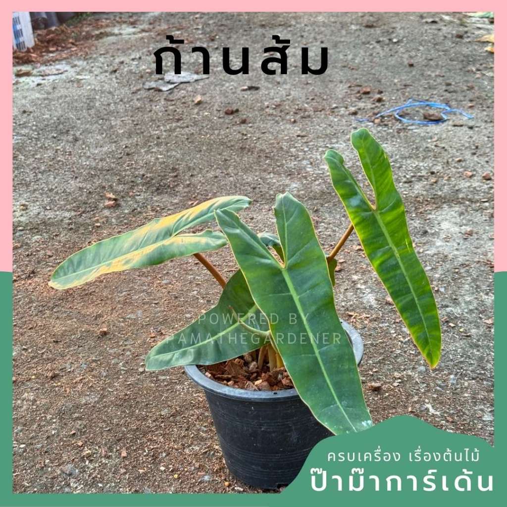 มุมมอง 2