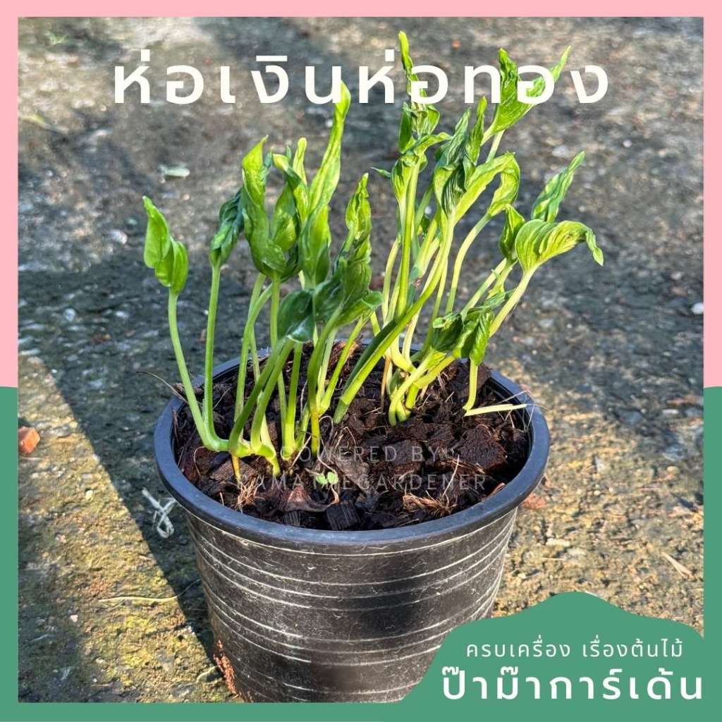 ต้นห่อเงินห่อทองด่าง ในกระถางพร้อมตั้ง