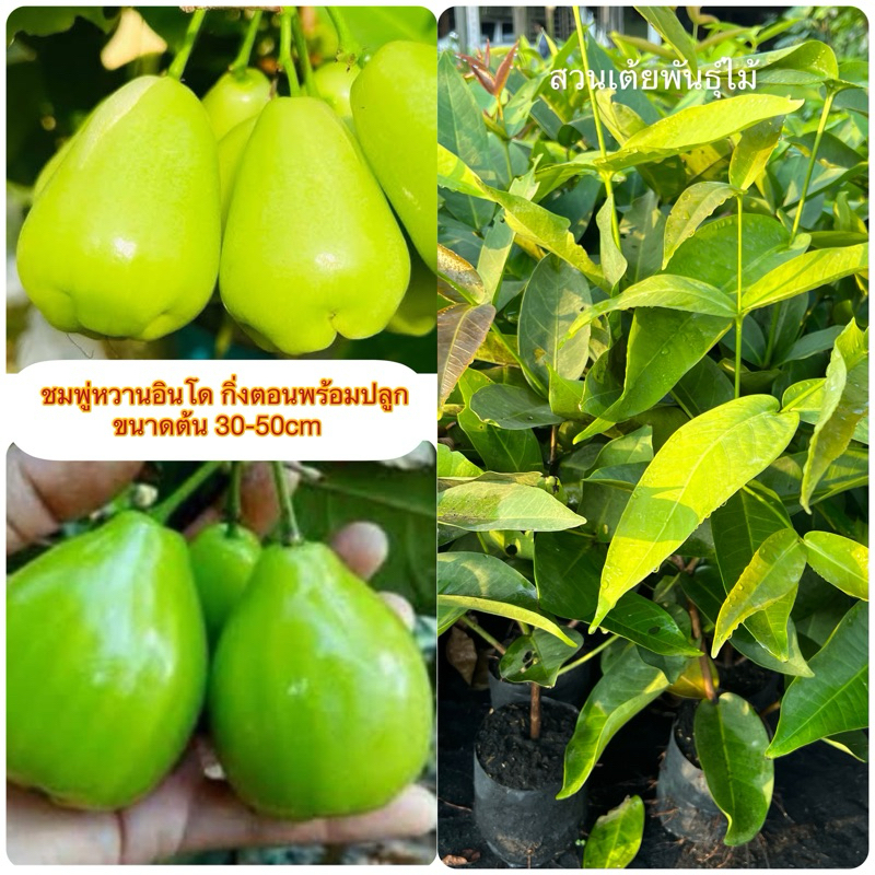 ชมพู่หวานอินโด กิ่งตอนพร้อมปลูก ขนาดต้น 30-50cm หวานมากๆๆ