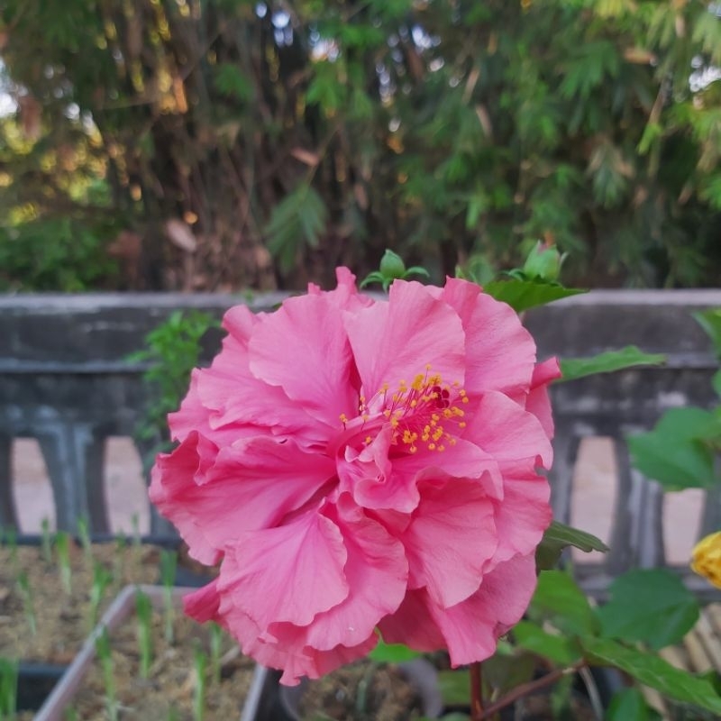 ชบาคาเนชั่นสีชมพู/ชบากลีบซ้อนสีชมพู (ถุงดำ 5" พร้อมปลูก)