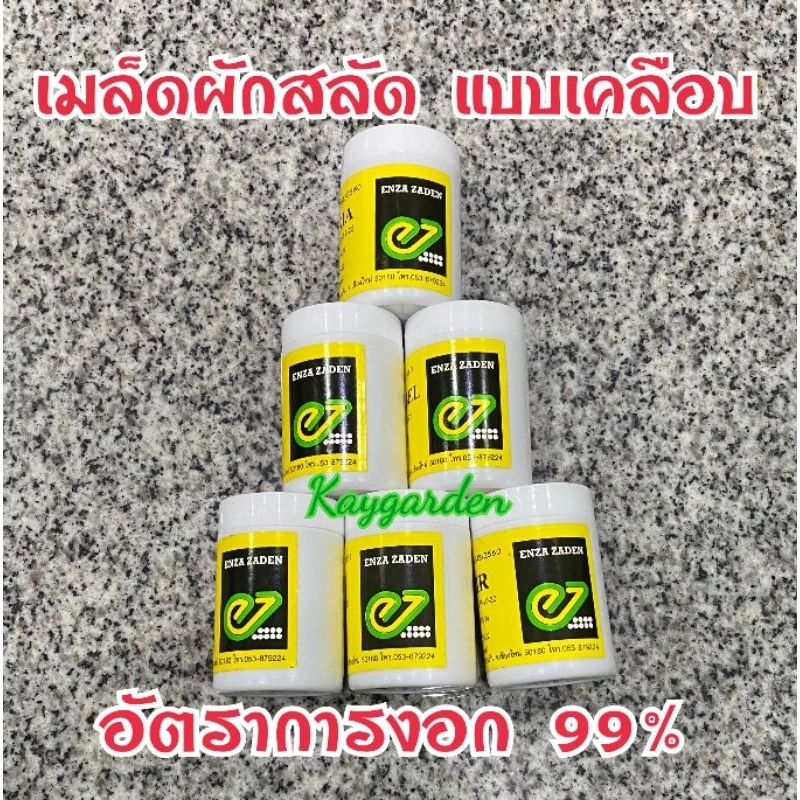 เมล็ดพันธุ์ผักสลัด แบบเมล็ดเคลือบ ENZA ZADEN อัตราการงอก 99% แบ่งบรรจุ 20เมล็ด