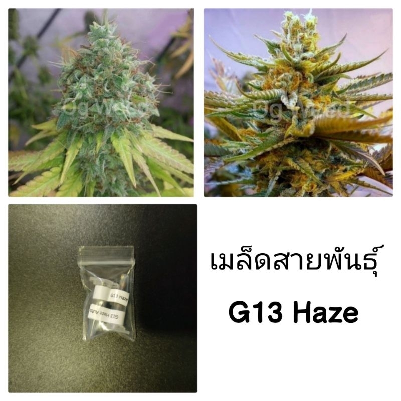 เมล็ดพันธุ์G13 Haze เพศเมีย90%ใช้stsทำเมล็ด ชุด5และ3เม็ด
