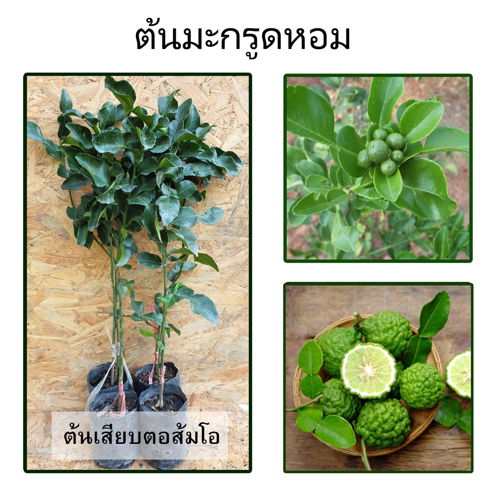 ต้นมะกรูดหอม  สมุนไพรไทยนอกจากคั้นน้ำเอามาปรุงรสชาติอาหาร และทำขนมไทย
