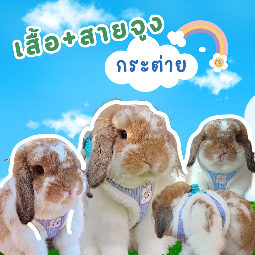 เสื้อกั๊กพร้อมสายจูง สำหรับสัตว์เลี้ยง น้องกระต่ายเหลือง หมีน้ำตาล (ส่งไว 1-2 วัน)