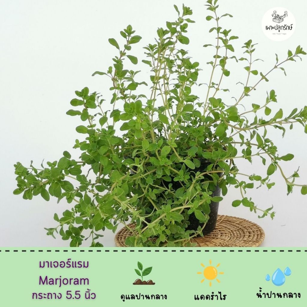ต้นมาเจอร์แรม #Marjoram (H31)  #สมุนไพรฝรั่ง #Herb