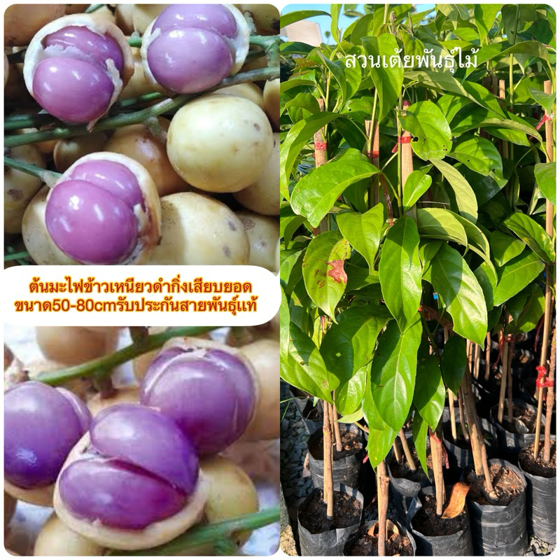 ต้นมะไฟข้าวเหนียวดํากิ่งเสียบยอดขนาด30-40cm แข็งแรง