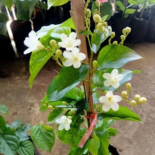 ต้นลัดดาวัลย์🌿ไม้เลื้อยหอมดอกขาวคล้ายหิมะ🌸สูง40-60 ซมถุง6นิ้ว