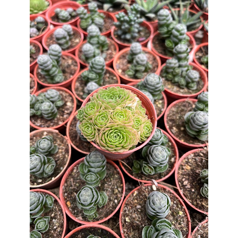 Echveria Rosularia baby