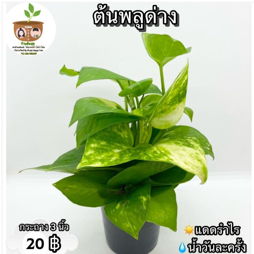 ต้นพลูด่าง จัดส่ง 2 ต้นขึ้นไป คละแบบได้ *กรุณาอ่านก่อนสั่งซื้อ