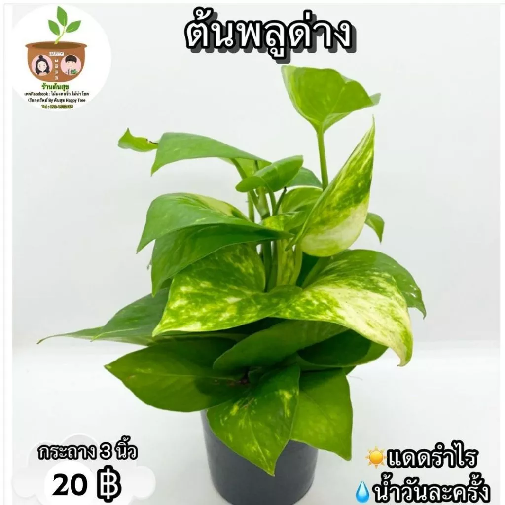 ต้นพลูด่าง จัดส่ง 2 ต้นขึ้นไป คละแบบได้ *กรุณาอ่านก่อนสั่งซื้อ