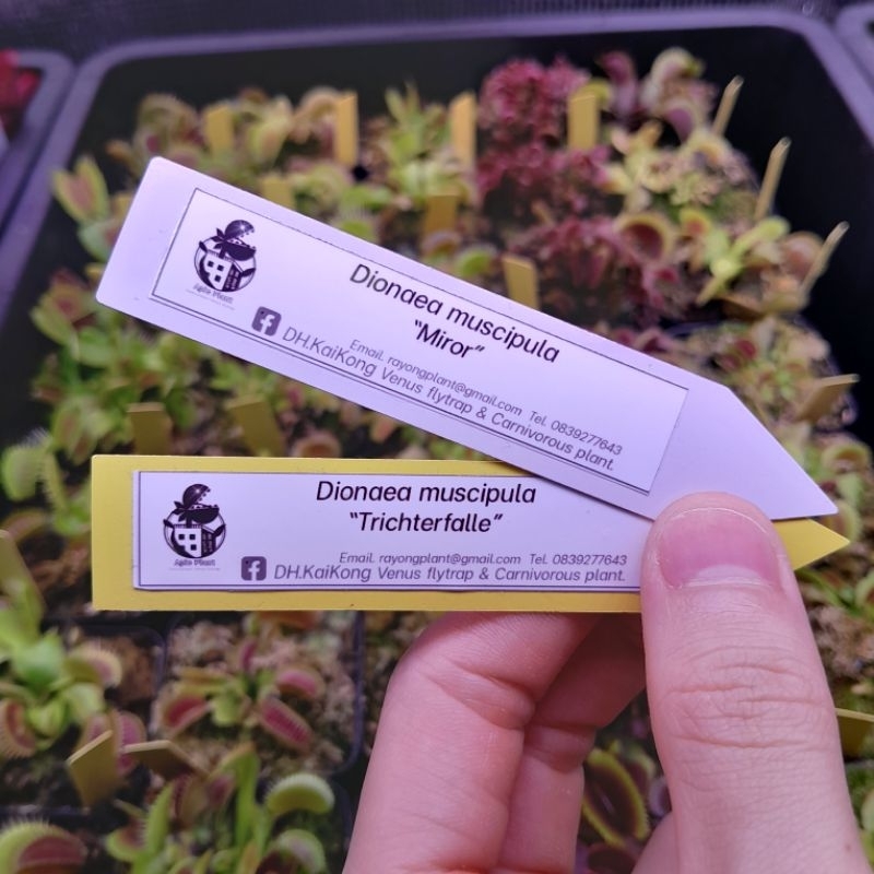 🔥ป้ายแท็กชื่อต้นไม้ ป้ายต้นไม้ Plant name tag.