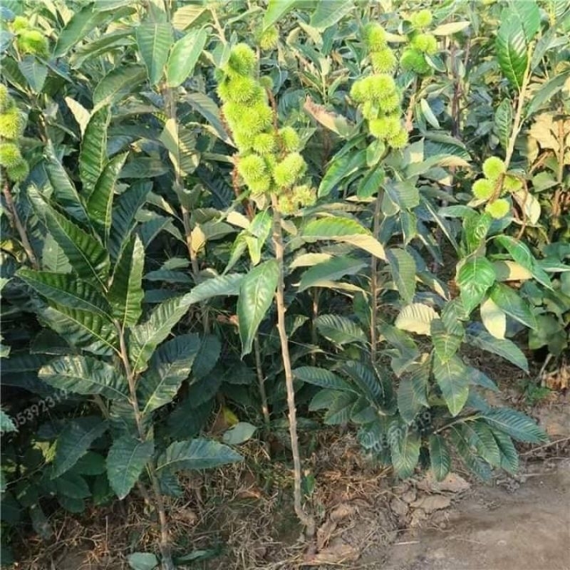 ต้นเกาลัดจีน ต้นนเสียบยอด 2 ปี นำเข้าจากจีน - รูปที่ 2