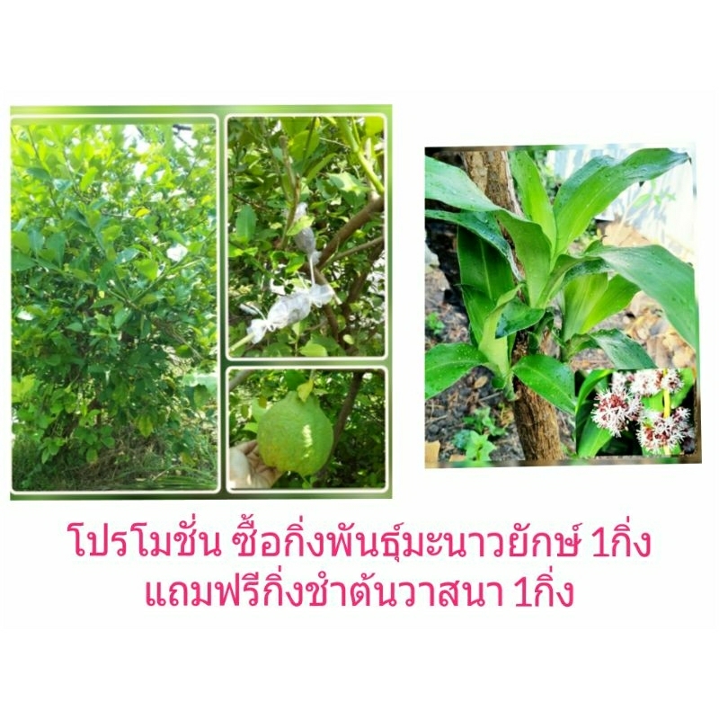 JK  CURTAIN TM กิ่งตอนต้นมะนาวยักษ์(แถมกิ่งวาสนา)#กิ่งแข็งแรง#ปลูกง่าย#ต้นไม้ประดับ#ผลรับประทานได้(ข