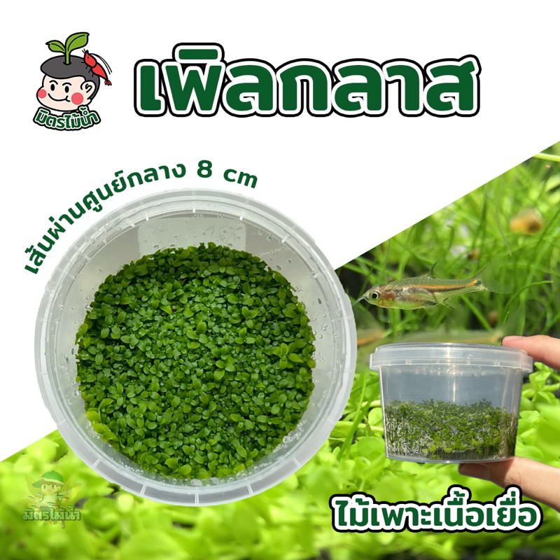 เพิลกลาส ไม้น้ำ ตู้ไม้น้ำ lowtech ไม้พื้น