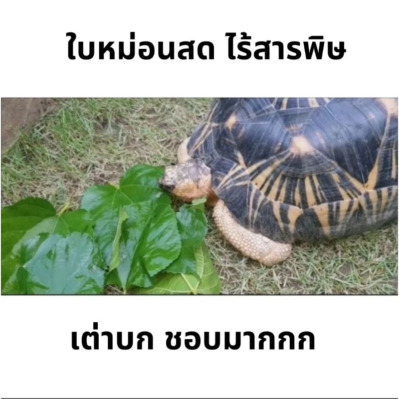ใบหม่อนสดไร้สารพิษ  50 กรัม อาหารเต่าบกและสัตว์กินพืชอื่นๆ เช่น อีกัวหน้า เบียดดราก้อน ฯลฯ