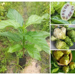 ต้นยอ ลูกใหญ่ ทำห่อหมก อาหารต่างๆ ต้นสูง 30-50 ซม. ต้นแข็งแร…